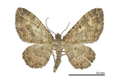 Catarhoe sp. 雄蟲
