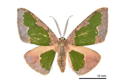 綠紋尺蛾 Celenna festivaria formosensis 雌蟲