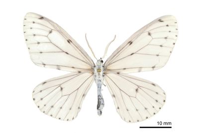 Centronaxa sp. 雌蟲