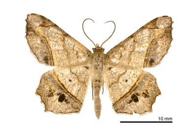 四黑斑帶尾尺蛾 Chiasmia intermediaria 雄蟲