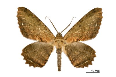 褐枯尺蛾 Chorodna creataria 雄蟲