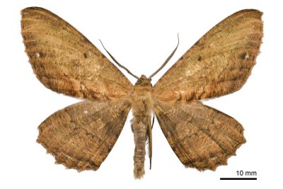 褐枯尺蛾 Chorodna creataria 雄蟲