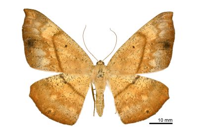 黃枯尺蛾 Chorodna ochreimacula 雌蟲