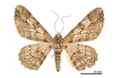 汙褐鋸尺蛾 Cleora alienaria 雌蟲