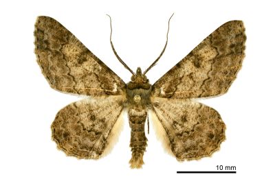 汙褐鋸尺蛾 Cleora alienaria 雄蟲