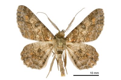 黑腰鋸尺蛾 Cleora fraterna 雄蟲