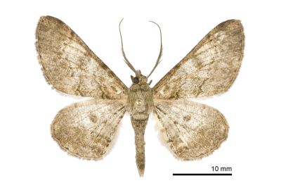 褐鋸尺蛾 Cleora repulsaria 雄蟲
