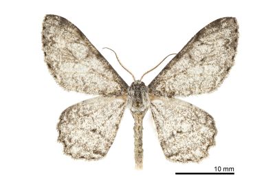 白波緣尺蛾 Cusiala boarmioides 雄蟲