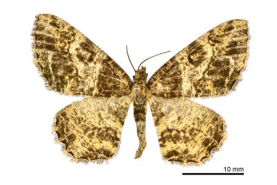 臺灣微黃尺蛾 Deileptenia argillacearia 雌蟲