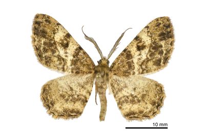 臺灣微黃尺蛾 Deileptenia argillacearia 雄蟲