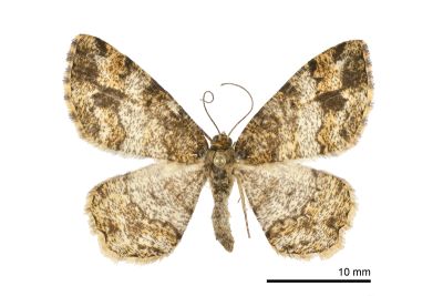 黑斑微黃尺蛾 Deileptenia rimosaria 雌蟲