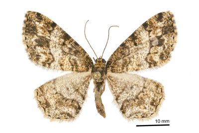 黑斑微黃尺蛾 Deileptenia rimosaria 雌蟲