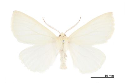 黃絹尖尺蛾 Descoreba albolutea 雄蟲