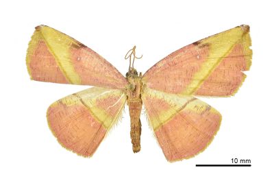 黃斧普尺蛾 Dissoplaga flava changi 雌蟲
