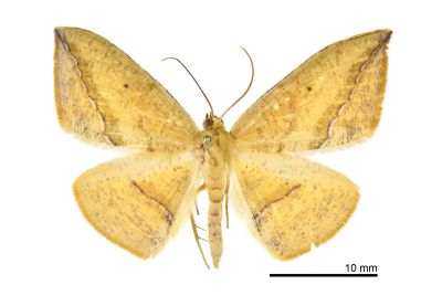 銀線珀尺蛾 Polyscia argentilinea changi 雄蟲
