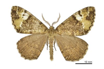 黃臂尺蛾 Duliophyle agitata taiwana 雄蟲