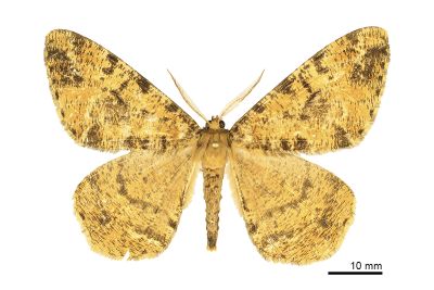 黑線黃臂尺蛾 Duliophyle majuscularia 雌蟲