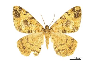黑線黃臂尺蛾 Duliophyle majuscularia 雄蟲