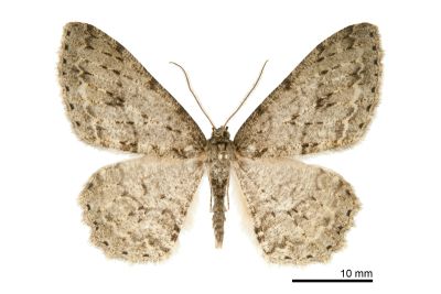 阿里山猗尺蛾 Ectropis arizanensis 雄蟲