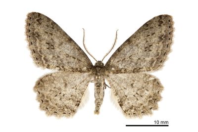 阿里山猗尺蛾 Ectropis arizanensis 雄蟲