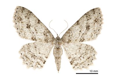 阿里山猗尺蛾 Ectropis arizanensis 雌蟲