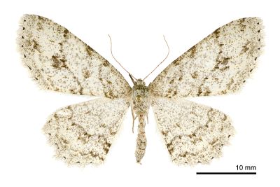 阿里山猗尺蛾 Ectropis arizanensis 雌蟲