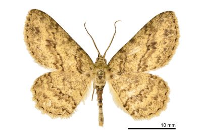 淡猗尺蛾 Ectropis bhurmitra 雄蟲