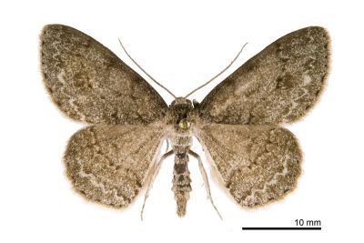 優猗尺蛾 Ectropis excellens 雄蟲