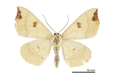 尖耳蟠尺蛾 Eilicrinia nuptaria 雄蟲
