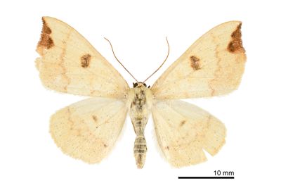 Eilicrinia sp. 雄蟲