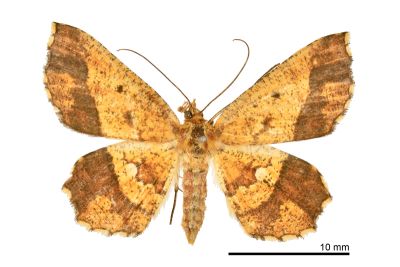 破褐緣安尺蛾 Entomopteryx combusta 雌蟲