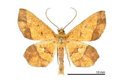 破褐緣安尺蛾 Entomopteryx combusta 雄蟲