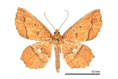 破褐緣安尺蛾 Entomopteryx combusta 雄蟲