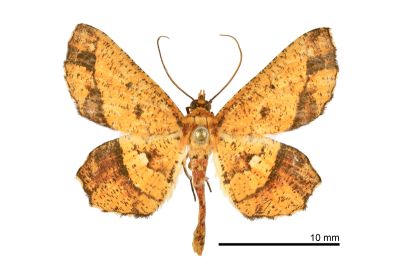 破褐緣安尺蛾 Entomopteryx combusta 雄蟲
