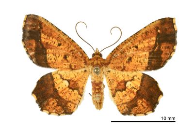 破褐緣安尺蛾 Entomopteryx combusta 雄蟲