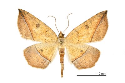 雙目安尺蛾 Entomopteryx rubridisca 雄蟲