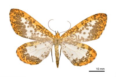 撒旦豹紋尺蛾 Epobeidia lucifera extranigricans 雌蟲