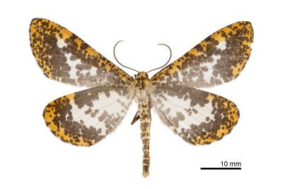 撒旦豹紋尺蛾 Epobeidia lucifera extranigricans 雄蟲
