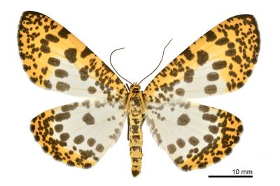 大斑豹紋尺蛾 Epobeidia tigrata maxima 雌蟲