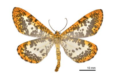 撒旦豹紋尺蛾 Epobeidia lucifera extranigricans 雄蟲