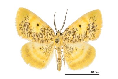碎黑黃尺蛾 Euchristophia cumulata meridionalis 雄蟲