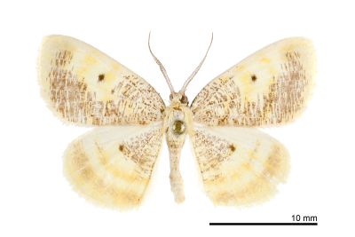 碎黑黃尺蛾 Euchristophia cumulata meridionalis 雄蟲