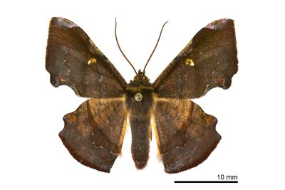 褐缺口尺蛾 Fascellina chromataria 雄蟲