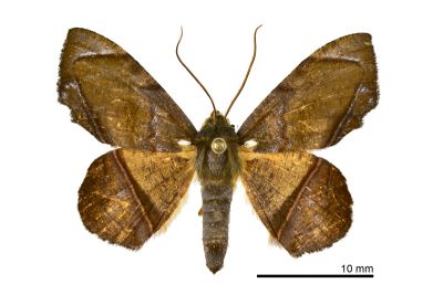 圓翅缺口尺蛾 Fascellina subsignata 雄蟲