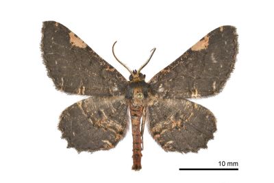 雙斑鋸線尺蛾 Abaciscus costimacula 雄蟲