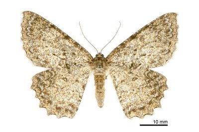 福山大褐尺蛾 Amblychia fushana 雌蟲