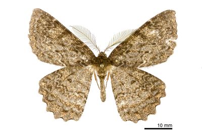 福山大褐尺蛾 Amblychia fushana 雄蟲