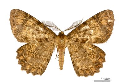 異大褐尺蛾 Amblychia sauteri 雄蟲