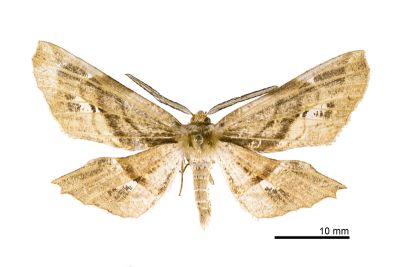尖嘴摺翅尺蛾 Apochima praeacutaria 雄蟲