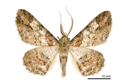 黑腰鋸尺蛾 Cleora fraterna 雄蟲